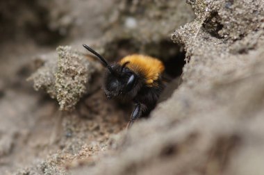 Dişi Clarke 'ın maden arısı Andrena Clarkella' nın yeraltı yuvasından ayrılması doğal bir yakınlaşmadır.