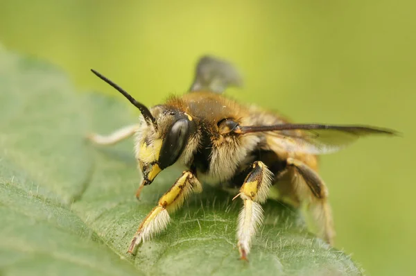Натуральный Крупный План Красочном Желтом Полосатом Европейском Шерстяном Уединении Пчела — стоковое фото