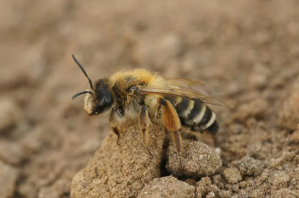 Természetes Közelkép Egy Női Banded Ining Bee Andrena Gravida Földön — Stock Fotó