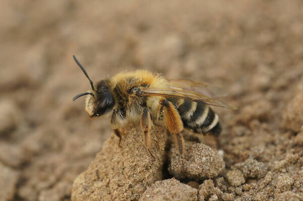 Natural closeup on a female Banded ining-bee, Andrena gravida sitting on the ground
