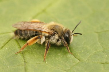 Gri gagalı maden arısı Andrena Tibialis 'in yeşil yapraklı renkli dişisinin detaylı görüntüsü.