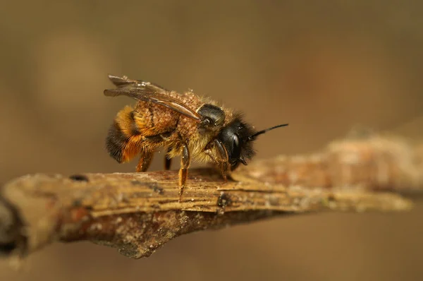Естественный Крупный План Самки Пчелы Красного Каменщика Osmia Rufa Сильно — стоковое фото