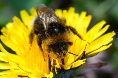 Büyük bir toprak yaban arısına doğal olarak yakın çekim, sarı bir karahindiba üzerindeki Bombus arazisi, Taraxacum officinale çiçeği.