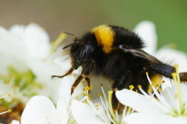 Large Queen Buff Tailed Large Earth Bumblebee Bombus Terrestris White — Stock Photo, Image