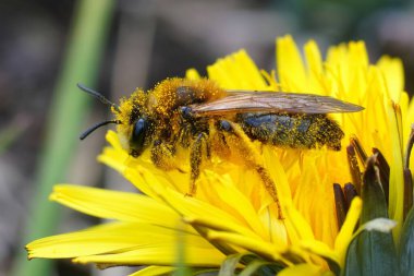 Andrena Nitida adında, sarı bir karahindiba çiçeğinin üzerinde oturan gri yamalı bir erkek madenciye doğal olarak yakın plan.