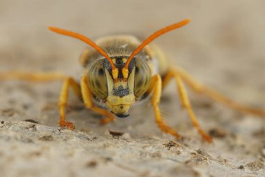 Stizus cinsinden siyah ve sarı bir Akdeniz kum arısı üzerinde ayrıntılı ön plan çekimi