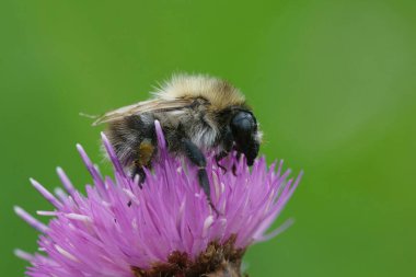 Doğal olarak, kahverengi bantlı kadın işçi arı Bombus Pascuorum 'a, mor bir çiçeğe yakın plan.