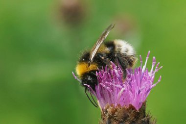 Renkli bir Norveç yaban arısı olan Bombus Norvegicus 'a mor bir yosun çiçeğinin doğal yakın çekimi.