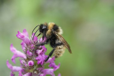 Colorful closeup on a fluffy male Field cuckoo-bee, Bombus campestris a bumblebee parasite , on a purple flower clipart