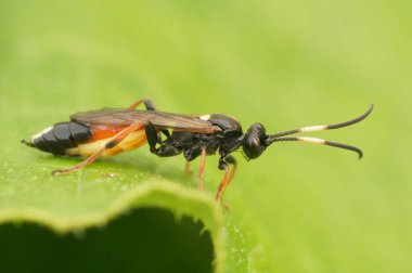 Ichneumonid eşekarısı, yeşil bir yaprağın üzerinde oturan Ichneumon bucculentus 'un doğal yakın çekimi.