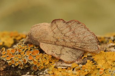 Mantar-meşe güvesi Phyllodesma suberifolia 'nın detaylı görüntüsü.
