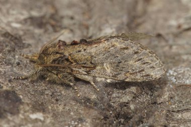Tahtanın üzerinde oturan büyük güve, peridea ataları hakkında detaylı bilgi.