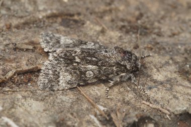 Odun üzerinde oturan kavak gri güvesi Subacronicta megacephala 'nın detaylı görüntüsü.