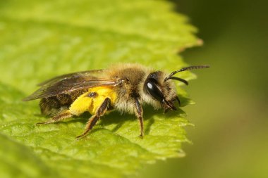 Mellow madencisi dişi Andrena Mitis 'in doğal yakın çekimi. Sarı polen formu Willow ve tükürük çalıları ile dolu.