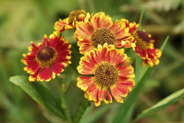 Natural closeup on the colorful orange blossoming common sneezeweed, Helenium autumnale , in the garden clipart