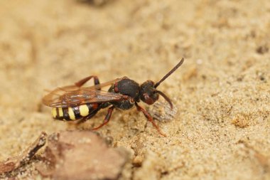Dişi bir göçebe arının doğal yakın çekimi. Nomada lökositalinin kumlu zeminde oturması.