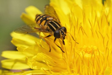 Futbolcu uçan sineğe doğal yakın çekim, Helophilus sarkacı bahçede sarı bir karahindiba çiçeğinde