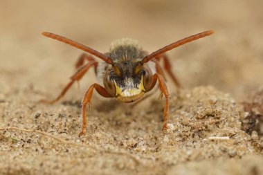 Küçük bir kleptoparazit arı olan Nomada türüne doğal olarak yakın plan, yaygın bir papatya olan Bellis Perennis 'in üzerinde oturuyor.