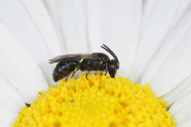 Beyaz çeneli küçük bir Arı, Hylaeus kafa karışıklığı üzerine oturan sıradan bir papatya, Bellis perennis
