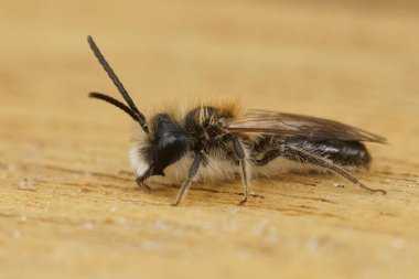 Küçük Sallow minng arı, Andrena praecox 'un beyaz bir kara toprağa karşı kıllı erkeğinin detaylı görüntüsü.