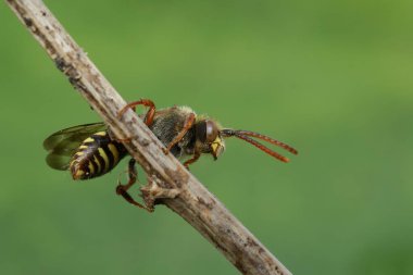 Kırmızı gözlü bir kadın, Nomada lökositalesi, yeşil bir arka planda bir dal üzerinde oturan ilk göçebe guguk kuşu.
