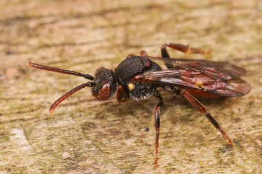 Sarı omuzlu göçebe arı, Nomada ferruginata, tahtanın üzerinde oturuyor.