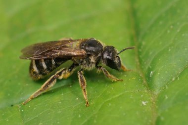 Yeşil yapraklı Lasioglossum leuzonyumu olan beyaz bantlı dişi arıya doğal yakın plan.