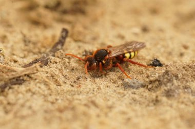 Kumda oturan kırmızı ve sarı renkli dişi lathubry 'nin göçebe arısı Nomada lathburiana' ya yaklaş.