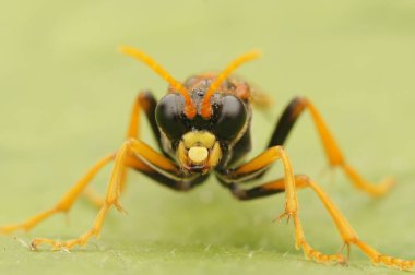 Siyah ve turuncu renkli testerenin doğal yakın çekimi, Tenthredo Campestris, yeşil bir yaprağın üzerinde oturuyor.