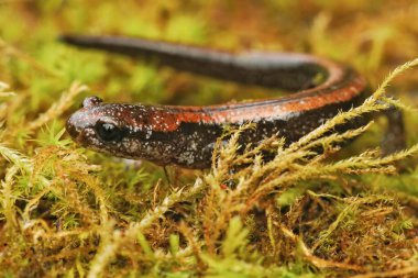 Kuzey Kaliforniya 'da nesli tükenmekte olan Del Norte Semenderi Plethodon Uzunluğu' na doğal olarak yakın çekim.