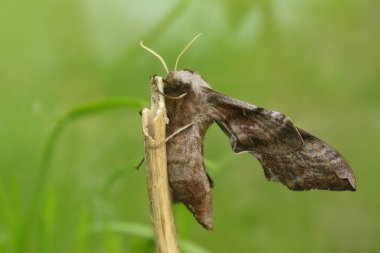 Büyük gözlü şahin güvesi, Smerinthus ocellatus 'un çimenlerde açık kanatları ile detaylı görüntüsü.