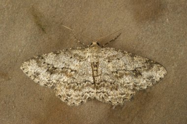 Ektropis crepuscularia adında, tahta üzerinde kanatları açık bir şekilde oturan küçük geometrik güve üzerine ayrıntılı bir yakın plan.