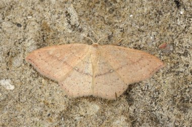 Sarı renkli Clay 'e yakın plan üç çizgili geometre güvesi, Cyclophora linearia, geniş kanatlı.