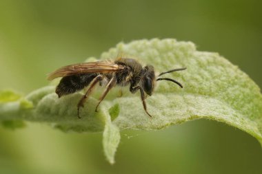Dişi bir Mellow Minder madenci arısı, Andrena Mitis, Söğüt, Salix, çalılık yeşil bir yaprağın üzerinde oturuyor