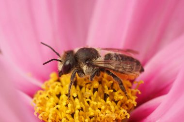 Bahçedeki pembe bir Kozmos çiçeğinin içinde oturan Megachile Centuncularis isimli dişi bir Patchwork yapraklı arıya yakından bakın.