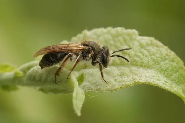 Closeup Female Mellow Minder Mining Solitary Bee Andrena Mitis Sitting — Stock Photo, Image