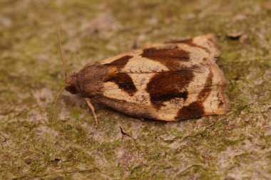 Küçük bir kahverengi meşe tortriksi, Archips krataegana, bahçede tahtada oturuyor.
