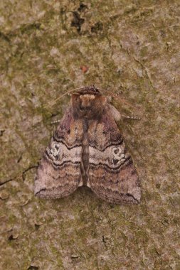 Tethea ocularis adlı seksen güve figürünün detaylı görüntüsü.