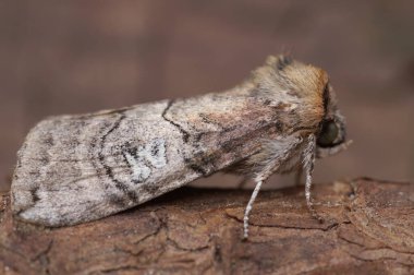 Tethea ocularis adlı seksen güve figürünün detaylı görüntüsü.