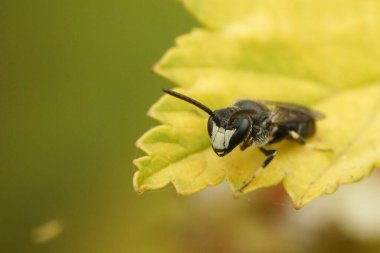 Erkek bir Hyaline spatulat maskeli arı Hylaeus hyalinatus 'un odunda otururken doğal yakın çekimi.