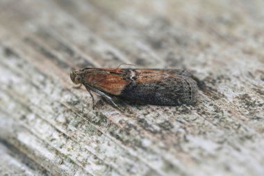 Küçük bir Willow Knot-horn güvesinin doğal yakın çekimi, Sciota adelphella tahtada oturuyor.