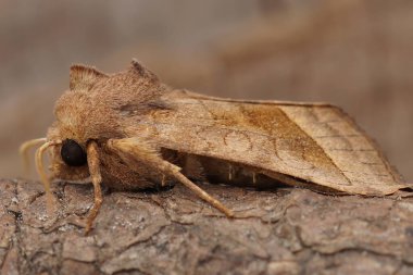 Açık kahverengi, pembe, kır patatesi derisi baykuş güvesi, tahta üzerinde oturan hidroterya micacea