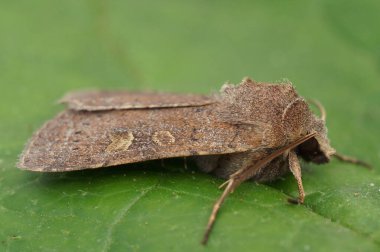 Kare noktaya yakın plan çekilmiş. Kırsal güve, yeşil bir yaprağın üzerinde oturan Xestia Xanthographa.