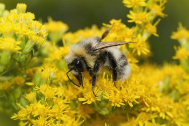 Beyaz kuyruklu yaban arısı, sarı Solidago çiçekleri üzerinde Bombus Lucorum