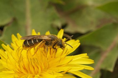 Kuzey Oregon 'da sarı bir Taraxacum' da oturan turuncu bacaklı bir arı Halictus Rubicundus 'un doğal yakın çekimi.