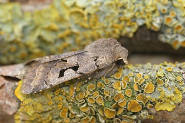 İbrani Karakteri baykuşunun doğal yakın çekimi, Orthosia Gothica tahtada oturuyor.