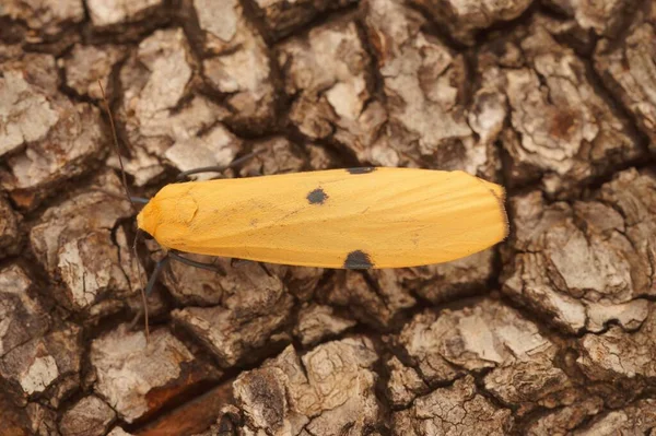 Detailed closeup on a soft yellow four-spotted footman moth, Lithosia quadra, sitting on wood