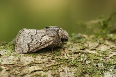 Soluk meşe güvesi Trichiura krataegi 'nin doğal yakın çekimi, tahtada oturuyor.