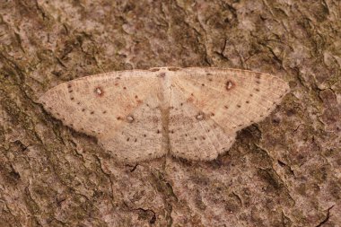 Birch Mocha Geometre güvesine yakın plan, Cyclophora albipunctata Bahçedeki bir tahta parçasının üzerinde kanatları açık