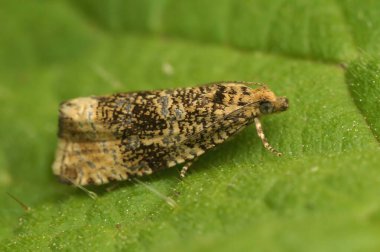 Yeşil bir yaprağın üzerinde oturan küçük mermer güve Celypha Lacunana 'nın doğal makrosu.